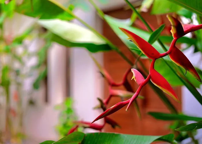 Orchid Lodge Samui - Bed & Breakfast